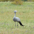 Blue Crane 